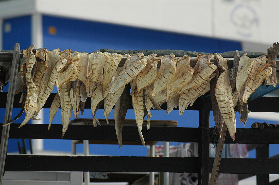 Greenlandic specialities, Ilulissat- Greenland