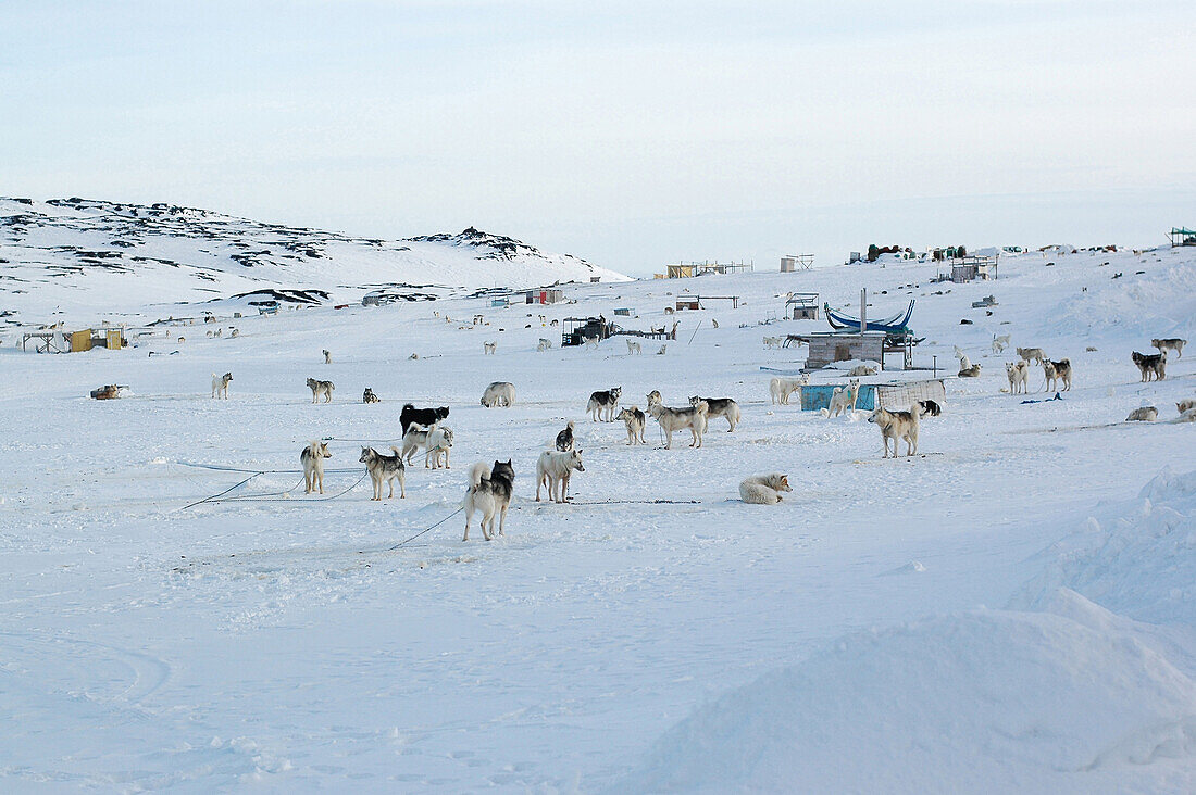 Schlittenhunde stehen im Schnee, Ilulissat, Grönland