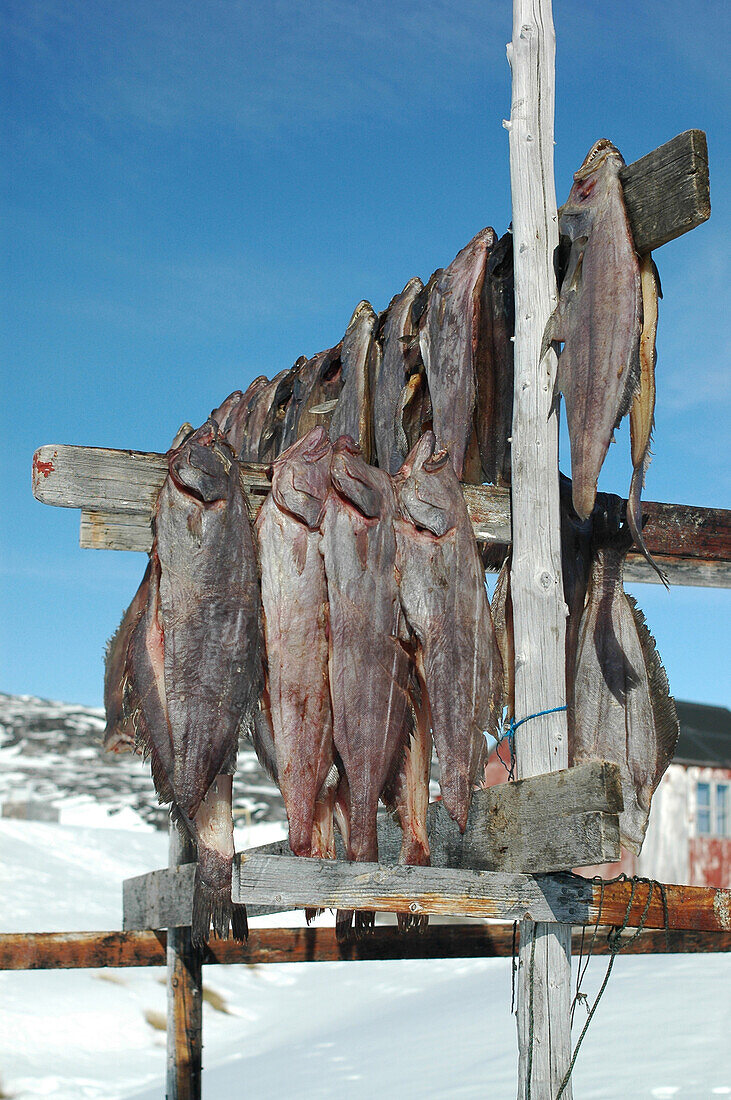 Fisch wird zum Trocknen aufgehängt. Laisjavm. Kaalalit Nunaat, Grönland