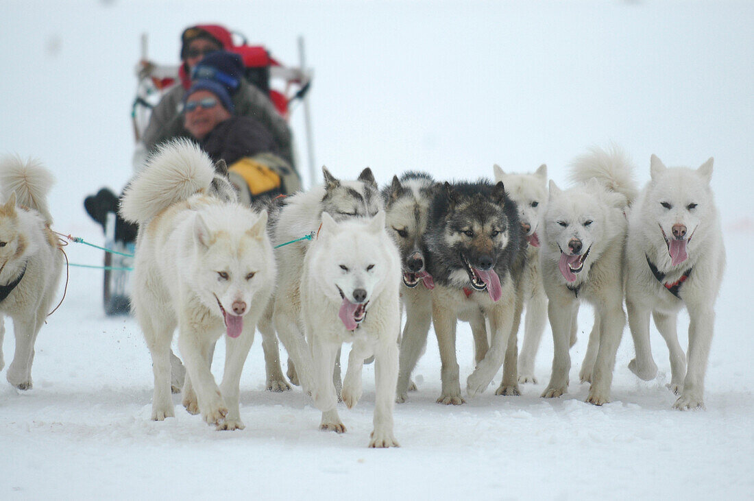 Dog sled, Ilulissat- Greenland
