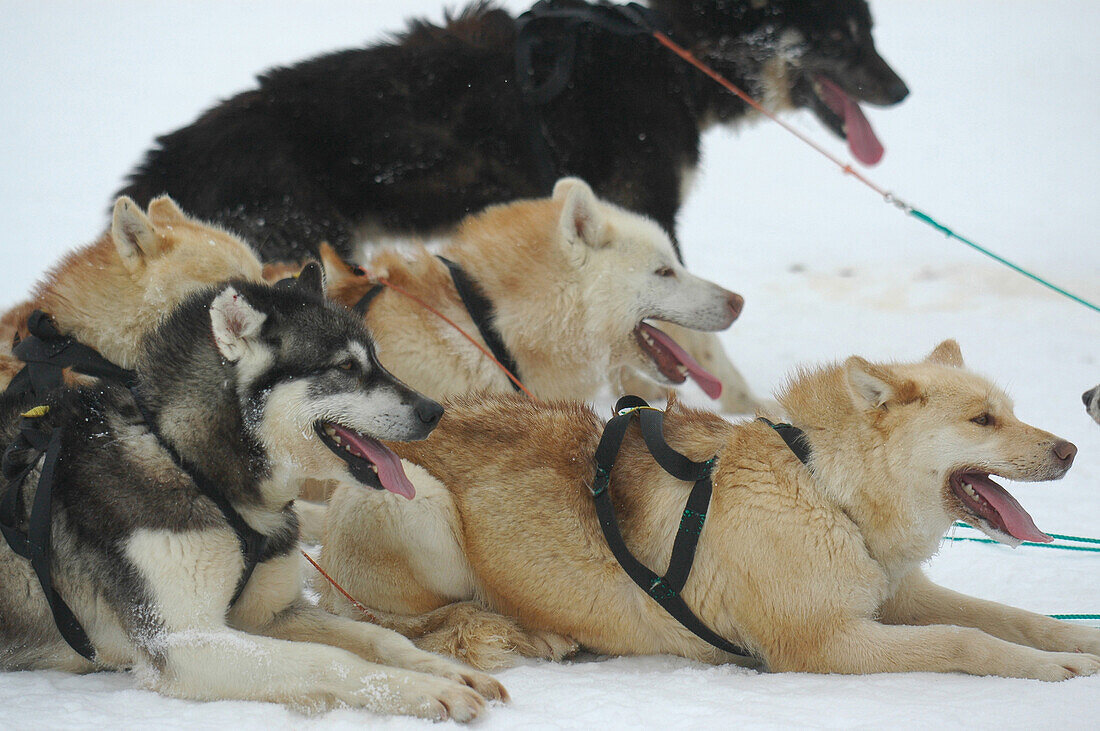 Sledge dogs, Ilulissat Greenland-