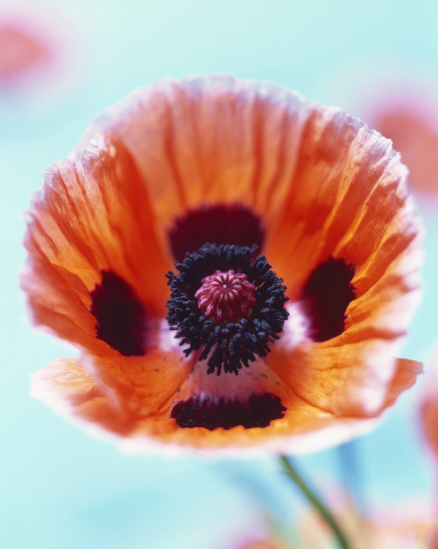 A poppy