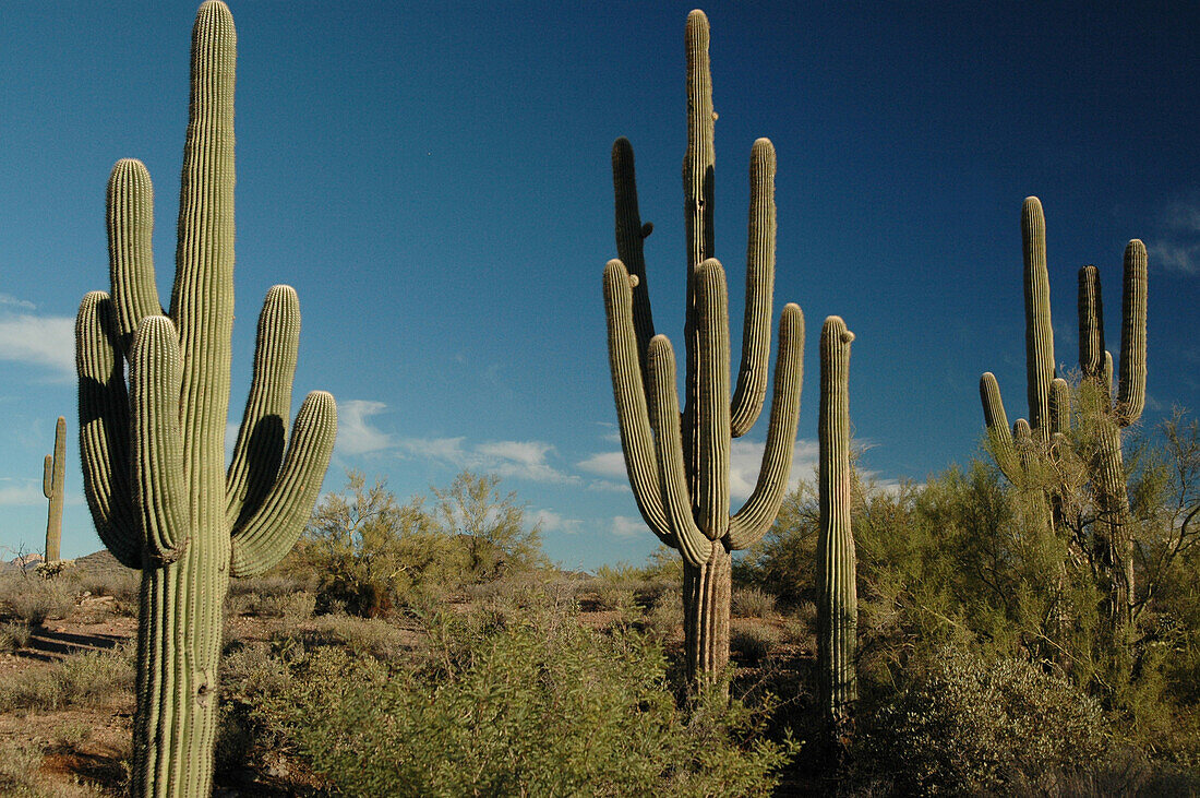 Saguaro Cactus, Apache Trail, Arizona-USA