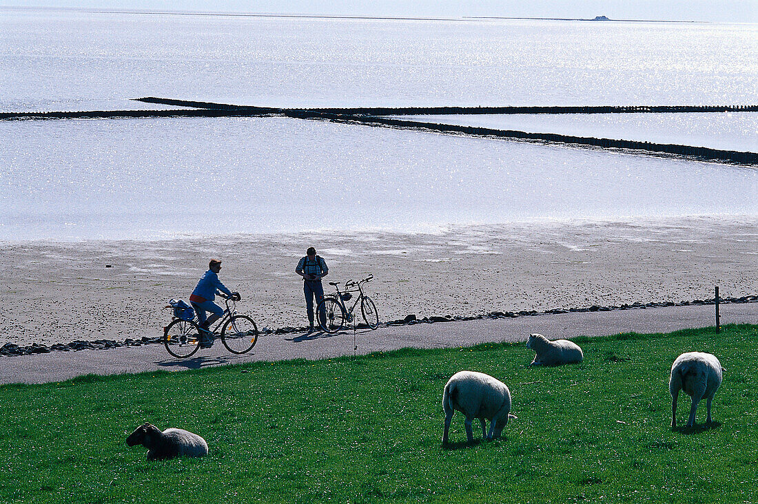 Two cyclists at the beach in the sunlight, Wadden Sea, Nordstrand, Schleswig Holstein, Germany, Europe