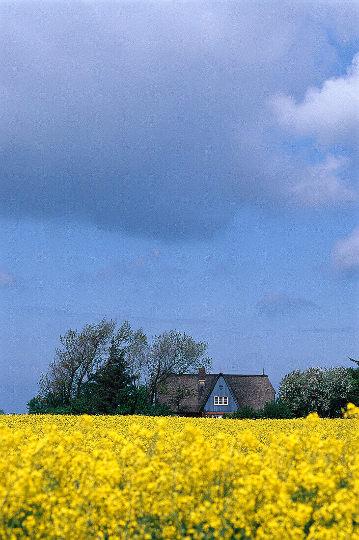Rapsfeld unter Wolkenhimmel, Nordfriesland, Schleswig Holstein, Deutschland, Europa