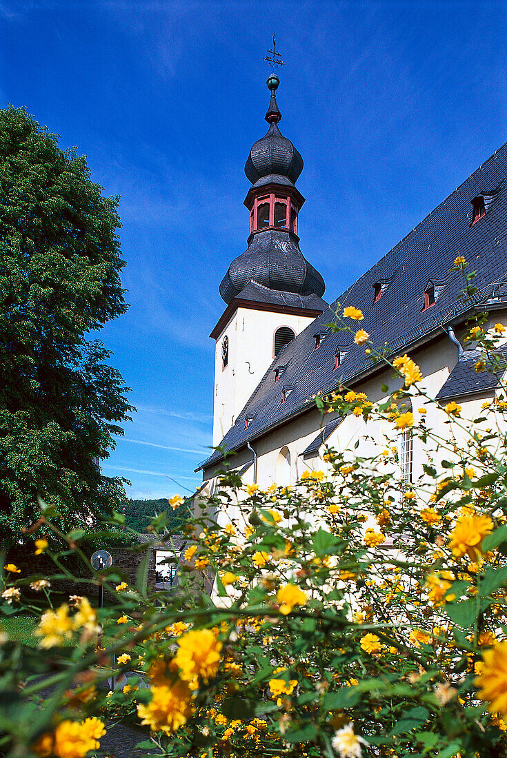 Blühender Strauch vor dem Kloster St. Ferrutius, Taunusstein, Bleidenstedt, Taunus, Hessen, Deutschland, Europa