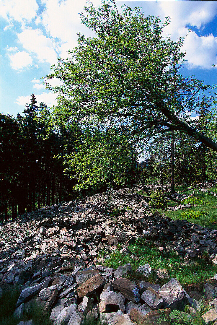 Circular celtic walls on the peak, Altkoenig Taunus, Hesse, Germany