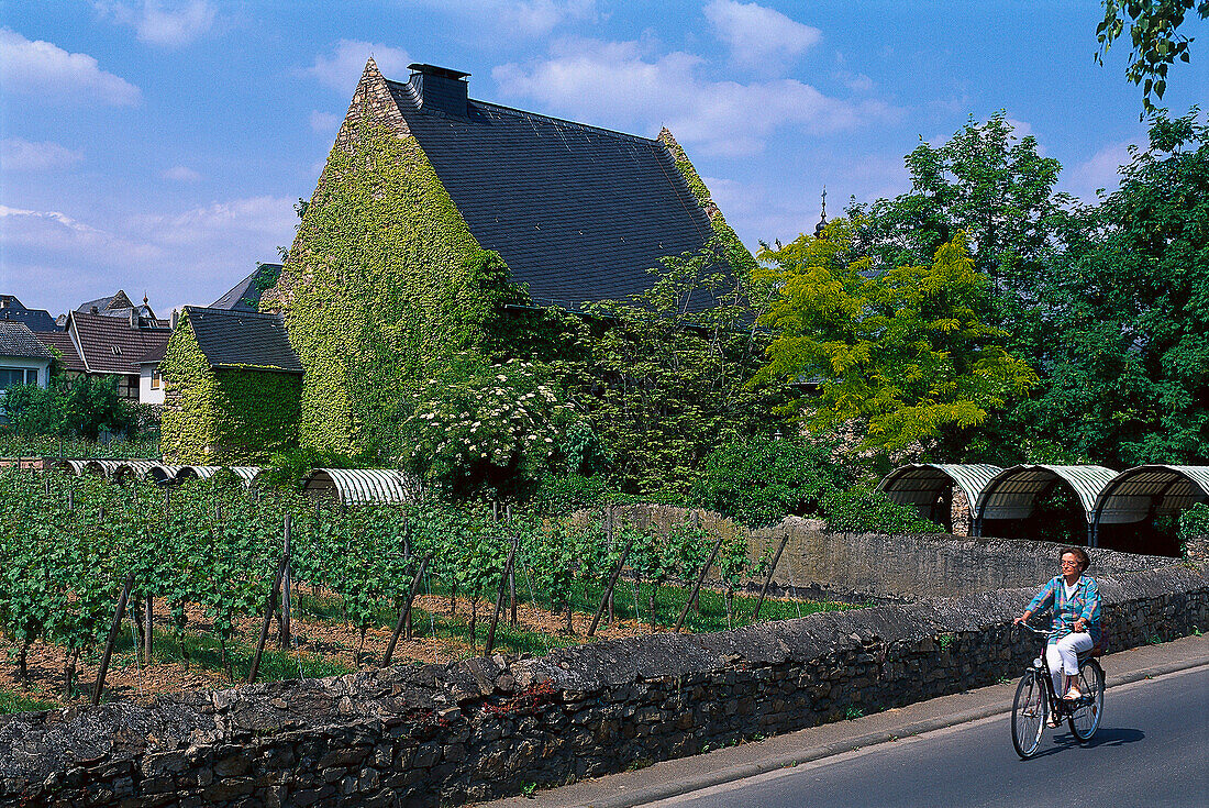 Cyclists and oldest habitable stone house, Grey House, Oestrich-Winkel, Rheingau, Hesse, Germany, Europe