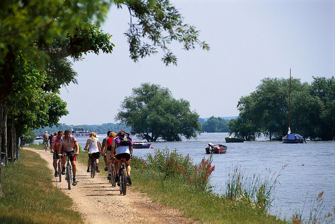 Cyclists on promenade at the river Rhein, Hesse, Germany, Europe