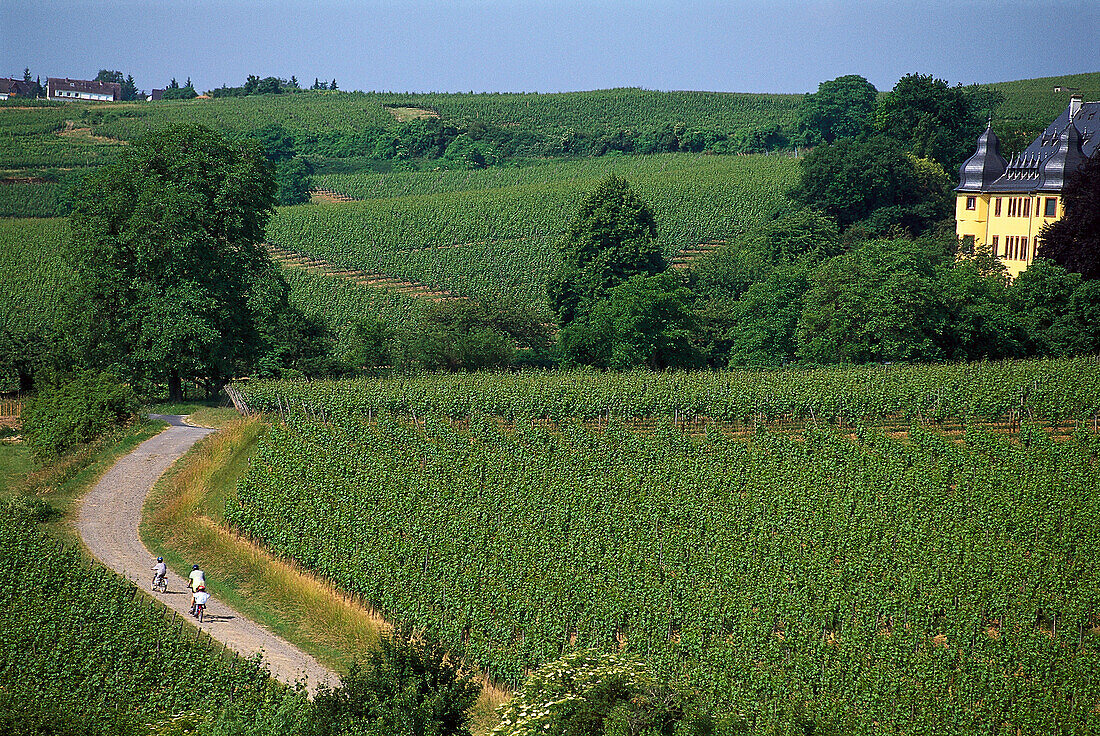 Castle Vollrads, Rheingau, Hesse, Germany