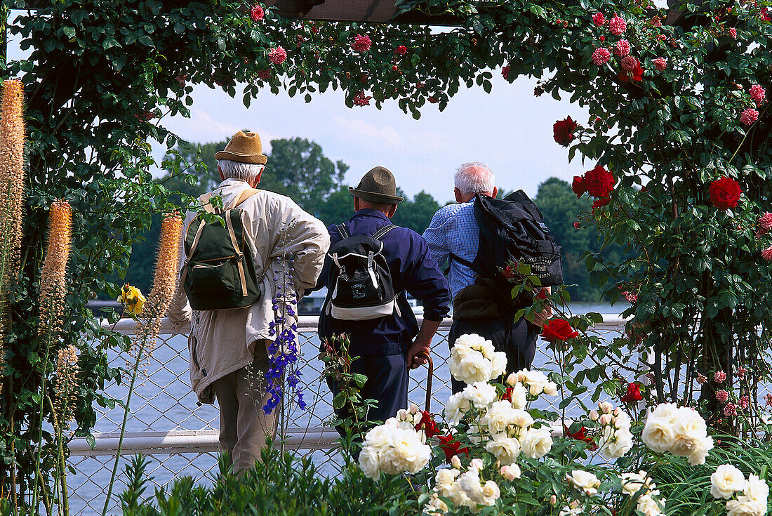 Drei ältere Männer im Rosengarten an der Rheinpromenade, Eltville, Rheingau, Hessen, Deutschland, Europa