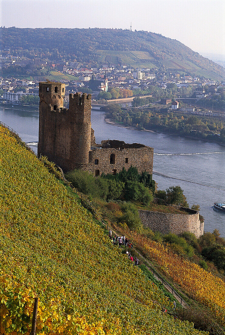 Castle ruin Ehrenfels between autumnal vineyard and river Rhine, Rheingau, Hesse, Germany, Europe