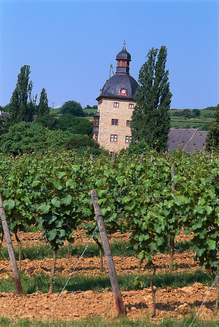 Castle Vollrads, Rheingau, Hesse, Germany