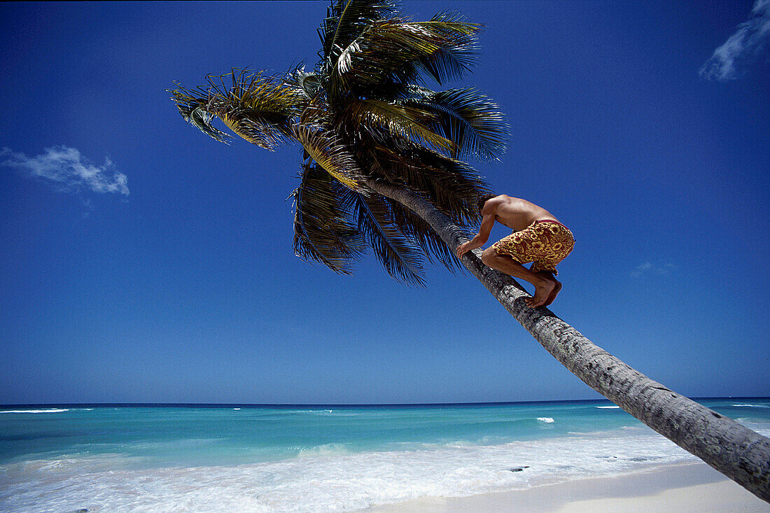 Man climbing on a palm tree, Barbados, Caribbean, America