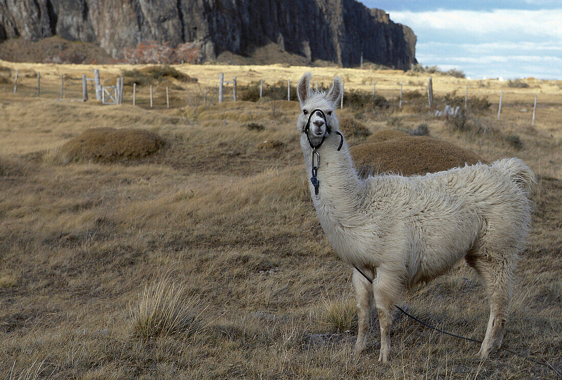 Llama on barren pasture, El Caltén, Patagonia, Argentina, South America, America