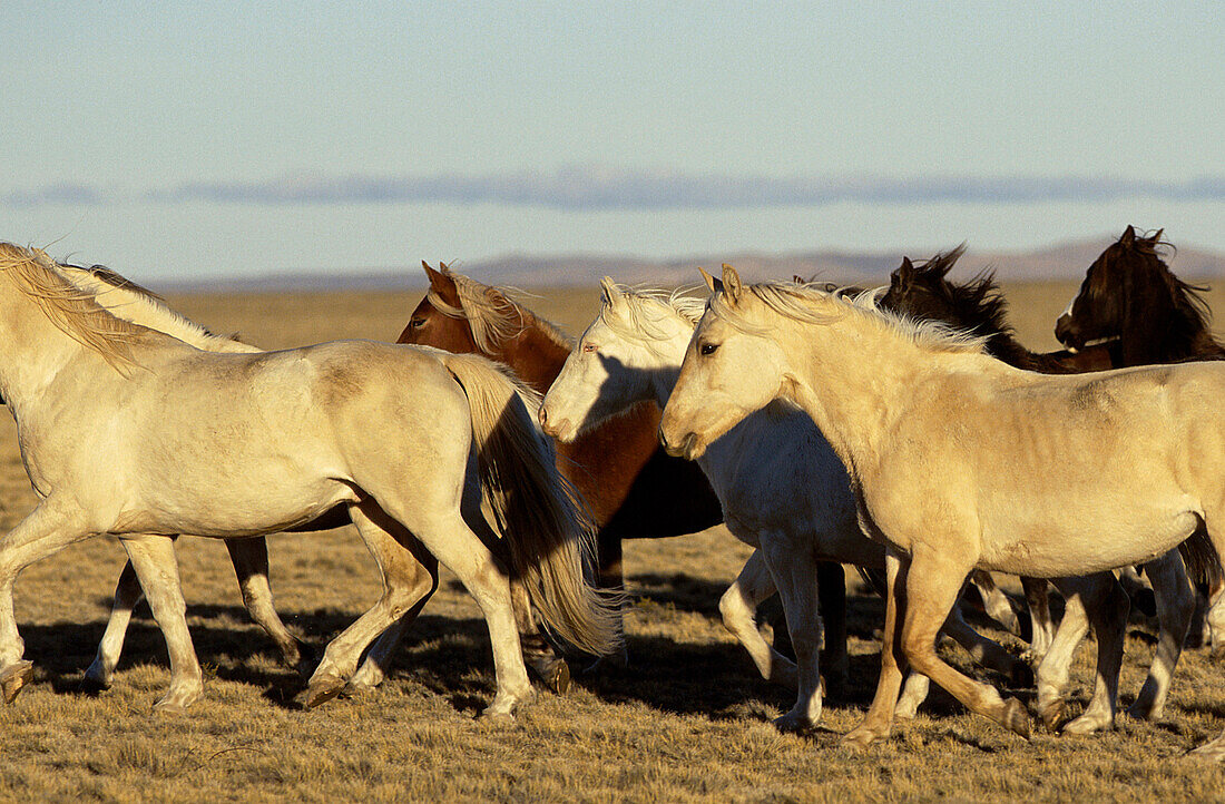 Wild horses in a vast landscape, El Calten, Patagonia, Argentina