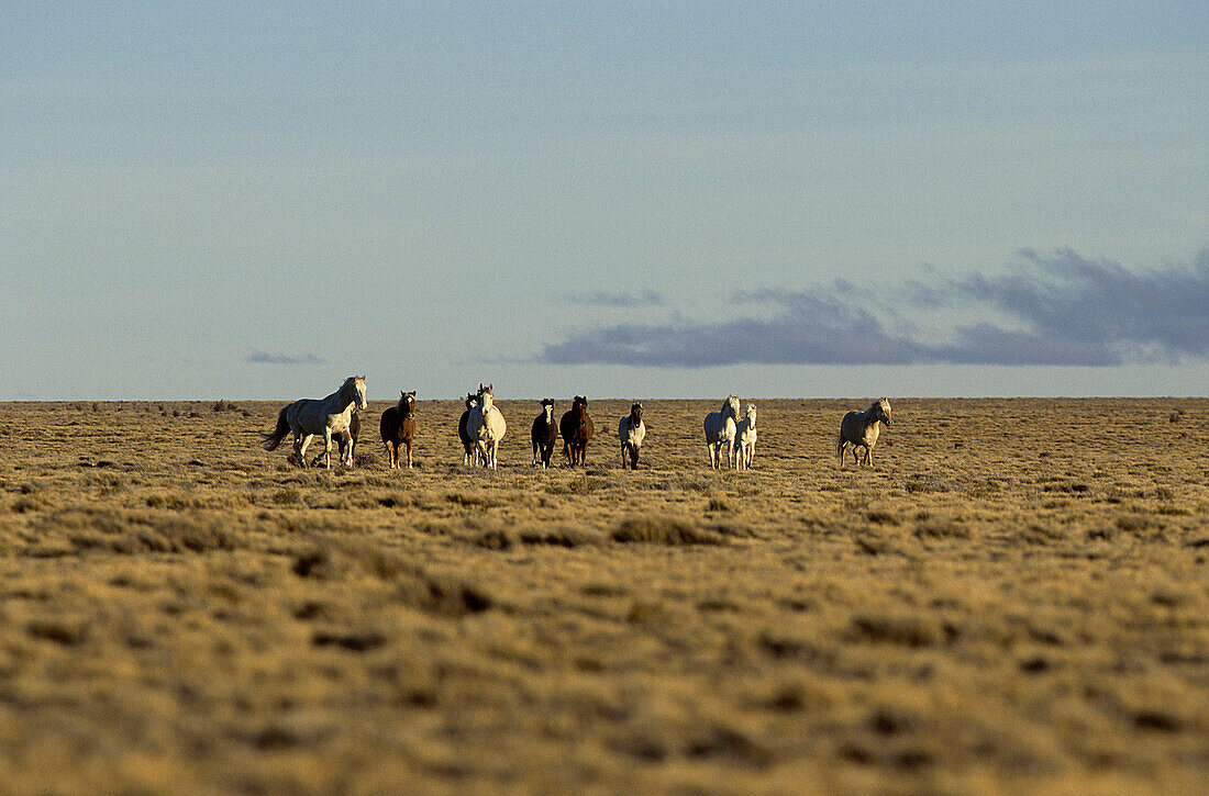 Wild horses in a vast landscape, Patagonia, Argentina