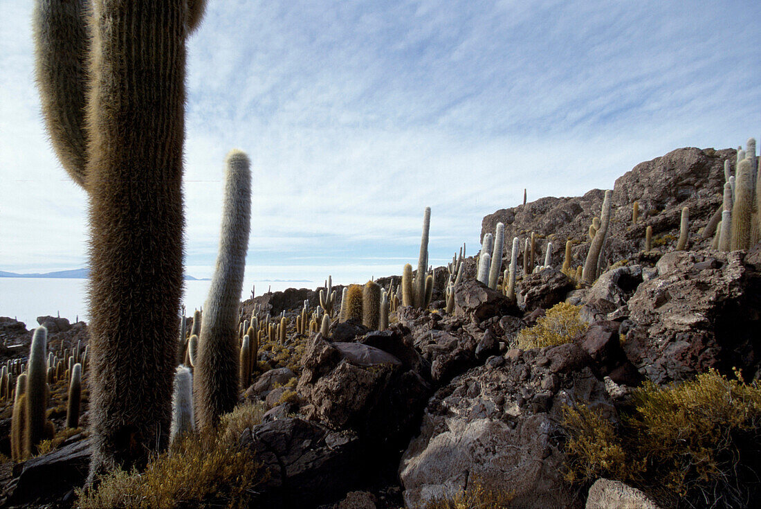 Rocky landscape with cacti, Isla Pescado, Salar de Uyuni, Bolivia