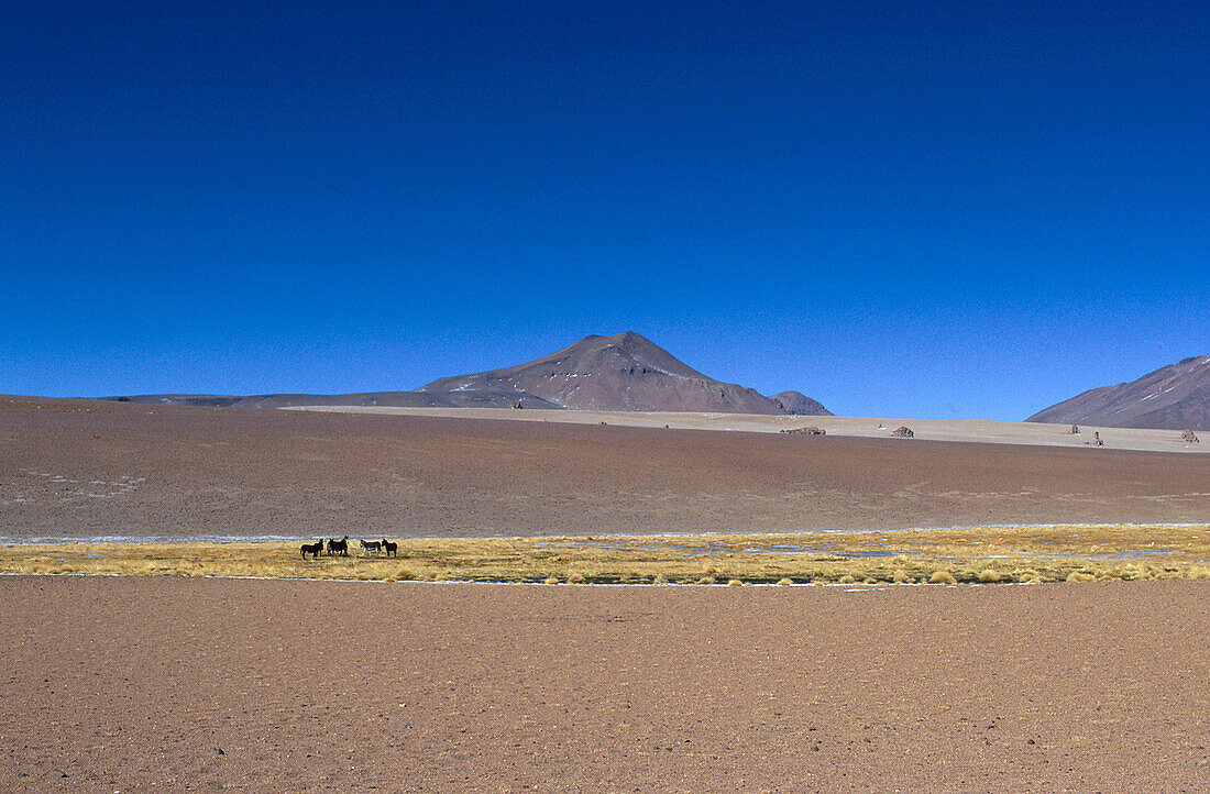 Laguna Colorada, a shallow salt lake in the southwest of the altiplano, Bolivia