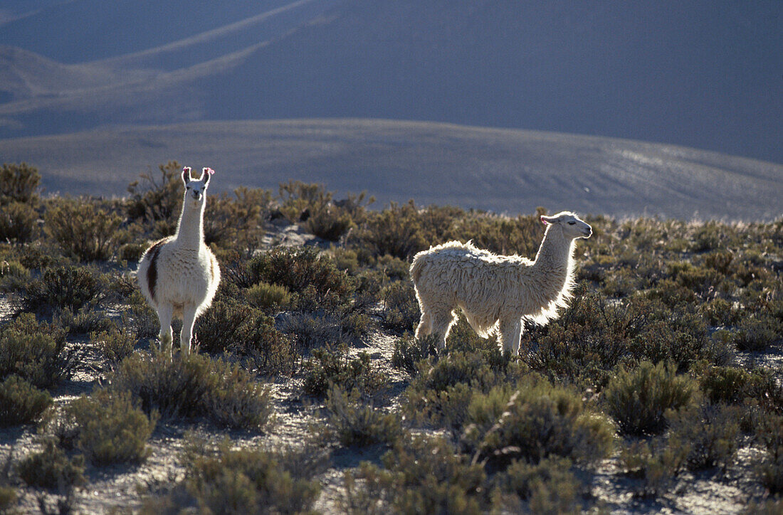 Lamas, Salar de Uyuni Bolivien