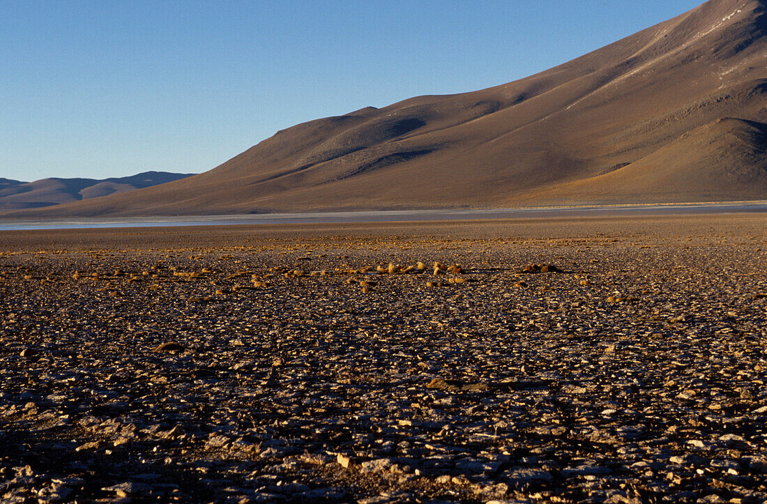 Laguna Colorada, a shallow salt lake in the southwest of the altiplano, Bolivia