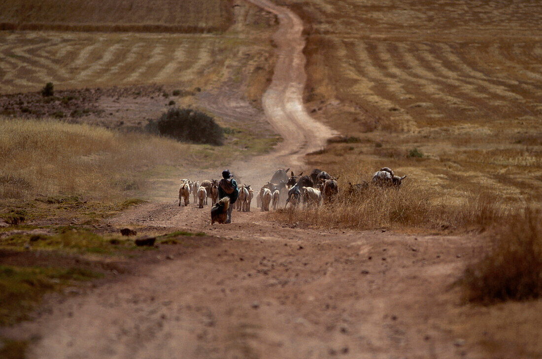 Shepherd with sheep and cattle, Urubamba Peru, South America, America