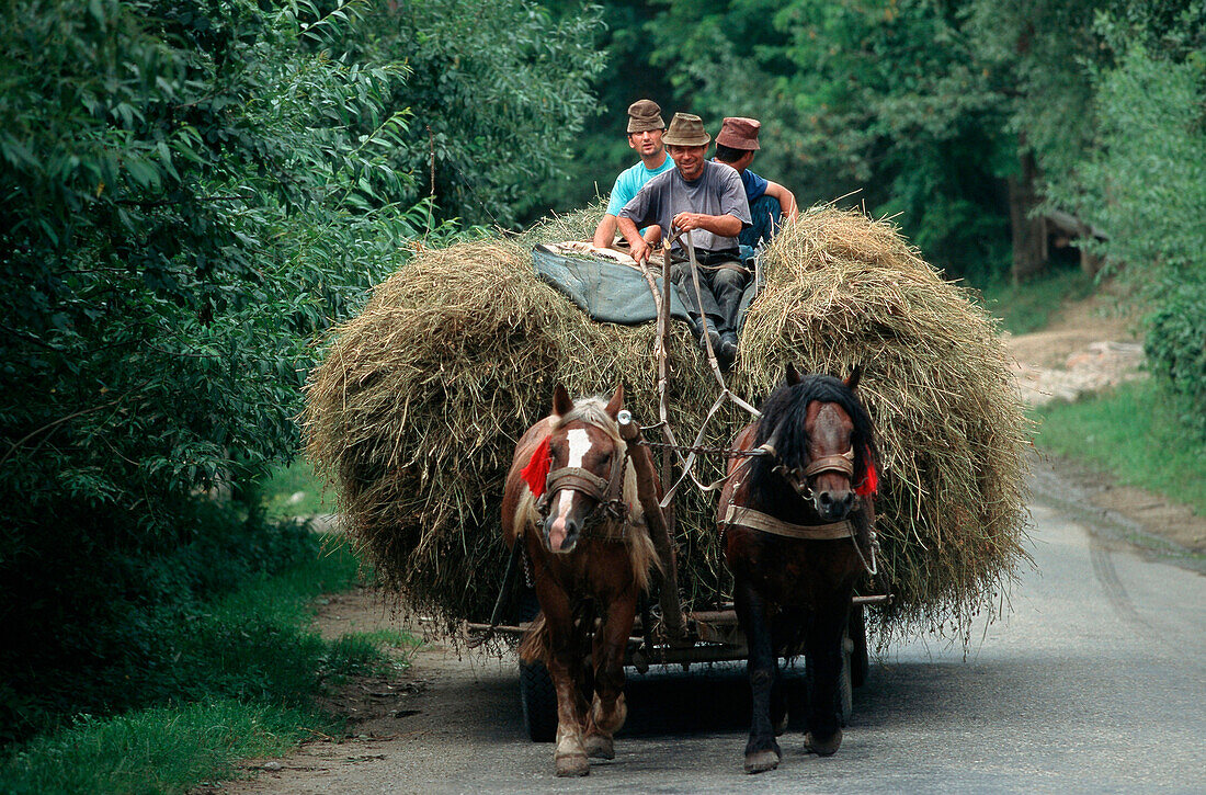 Coach, Western Carpathians Romania