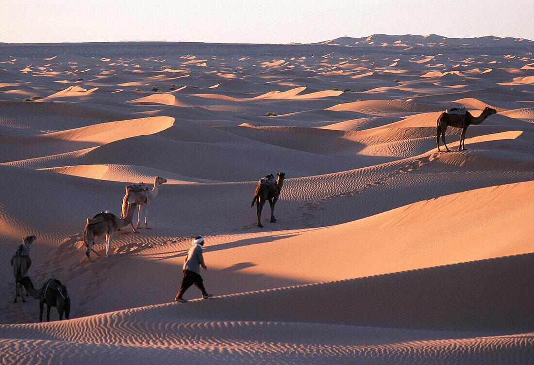 Camel driver with Caravan, Algerien, algerische Sahara, Grand Erg Occidental, Kamelkarawane, Afrika, Nordafrika, Wueste, Sand, Duene, Kamel, Kamele
