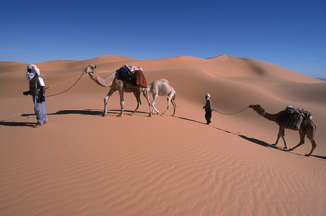 Camel driver with camels, Algerien, algerische Sahara, Grand Erg Occidental, KamelkarawaneAfrika, Nordafrika, Karawane, Kamel, Kamele, Wueste