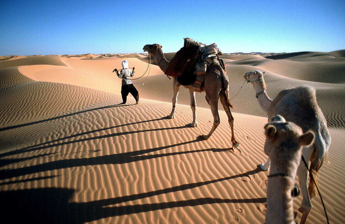 Camel driver with Caravan, Algerien, algerische Sahara, Grand Erg Occidental, KamelkarawaneWA 3.3 Wueste, Sandduenen, Duenen, Kamele, Afrikakat nature animals