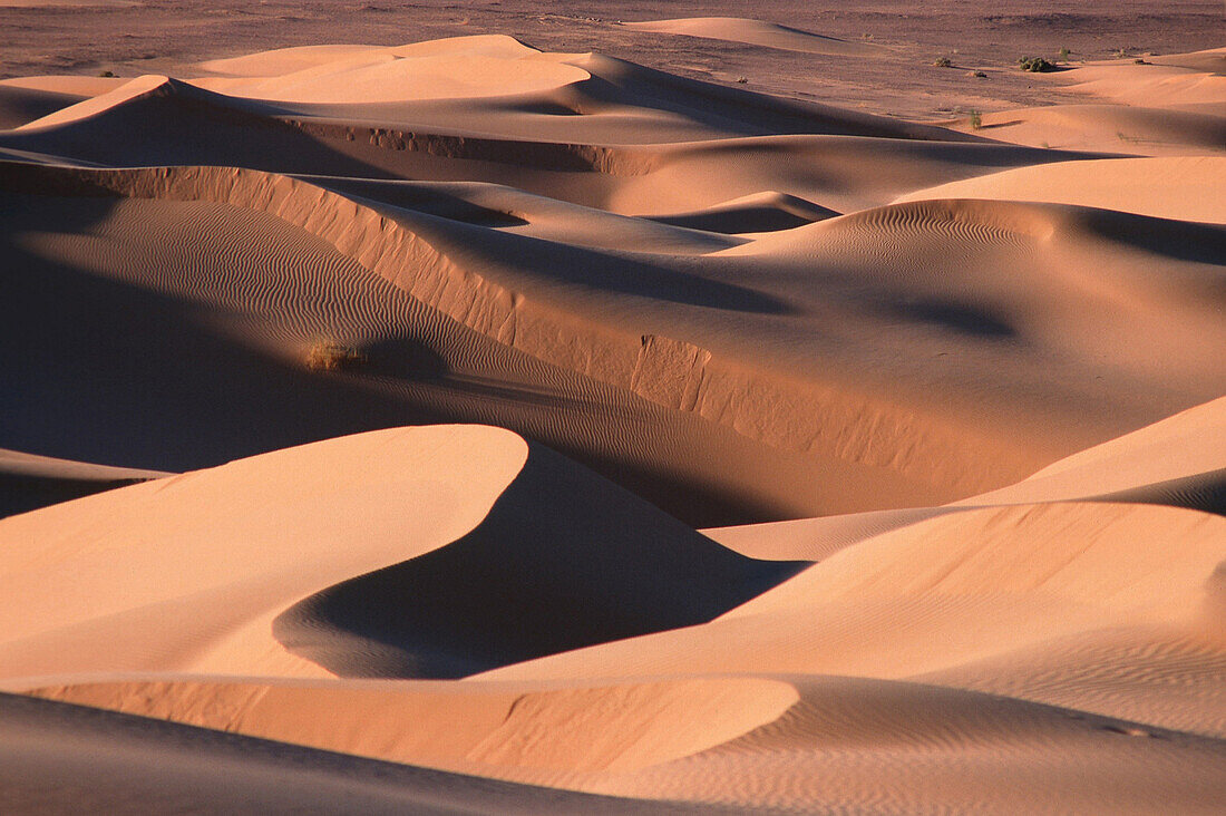 Grand Erg Occidental, Algerien, algerische Sahara, Duenenlandschaften.3 Afrika, Wueste, Duene, Sand English: Algeria, Algerian Sahara, Grand Erg Occidental