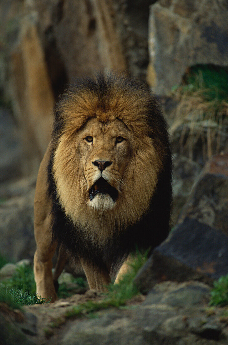Löwe auf Felsen, Afrika