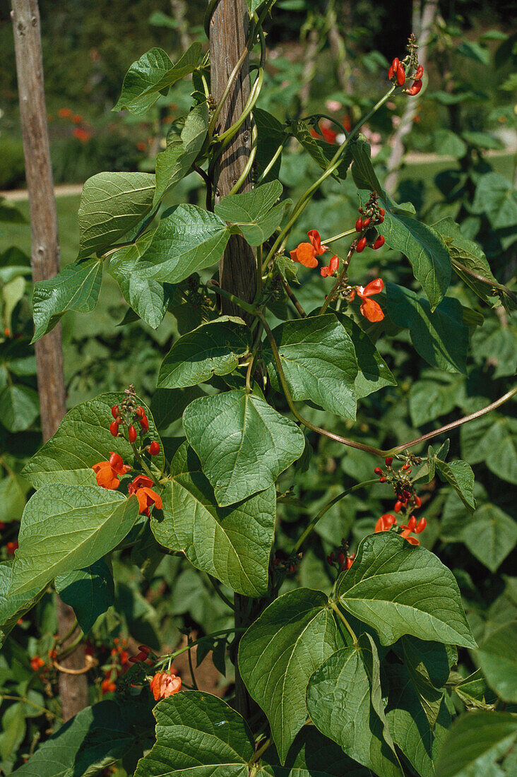 Scarlet runner bean, Phaseolus coccineus, garden, Bavaria, Germany