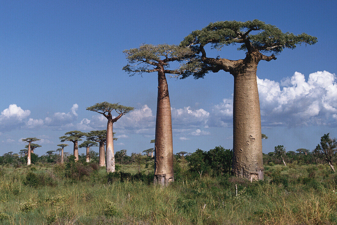 Baobabs, Madagascar, Africa