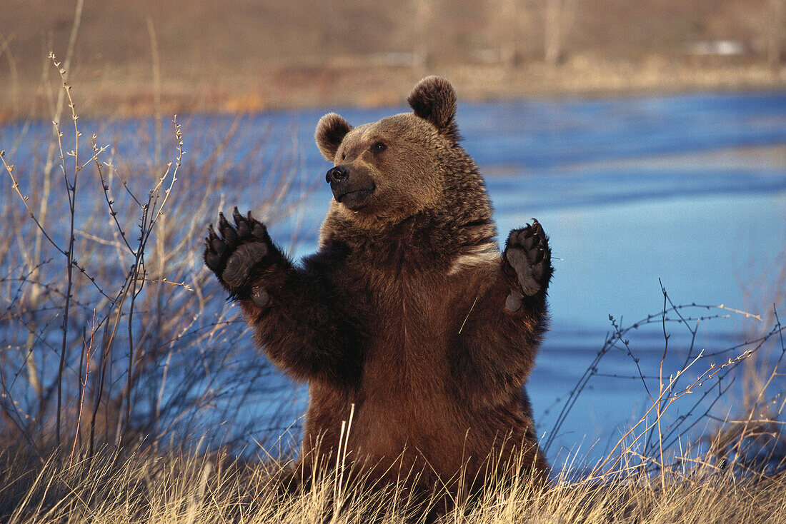 Kodiak Bear, male, Ursus arctos middendorffi, Alaska, USA