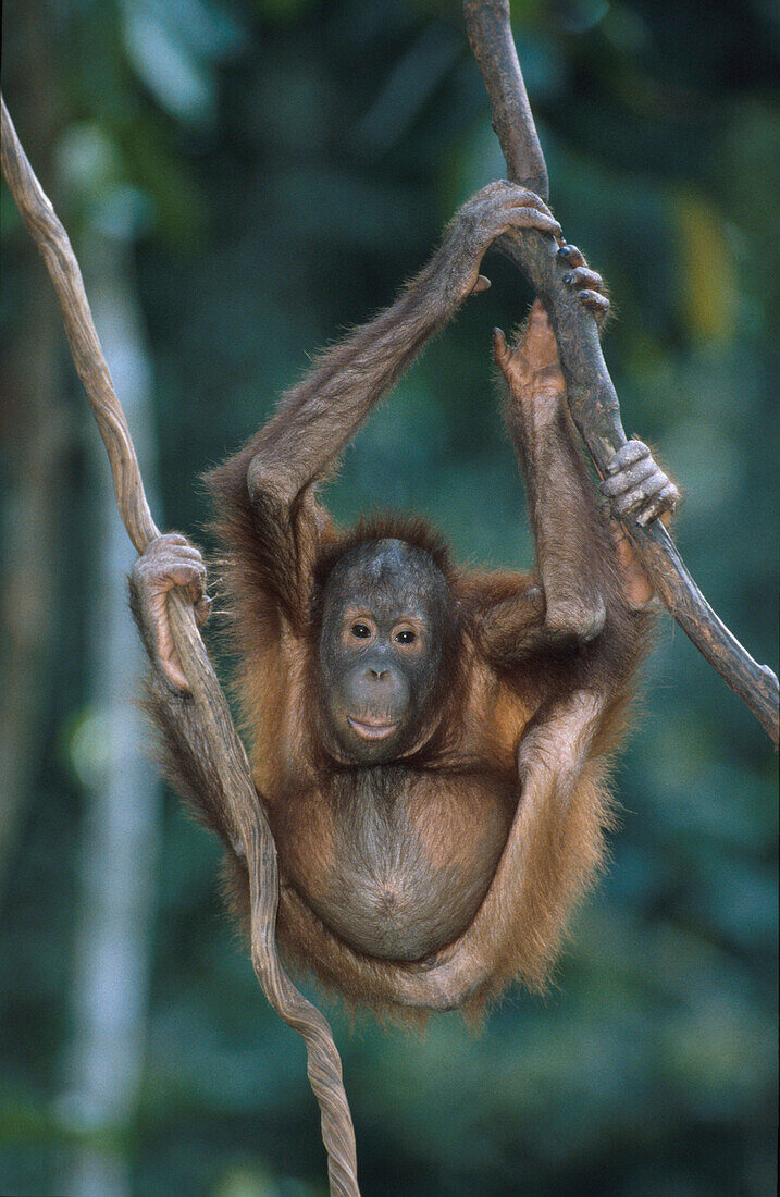 Orang-Utan, Menschenaffe, Gunung Leuser Nationalpark, Sumatra, Indonesien, Asien