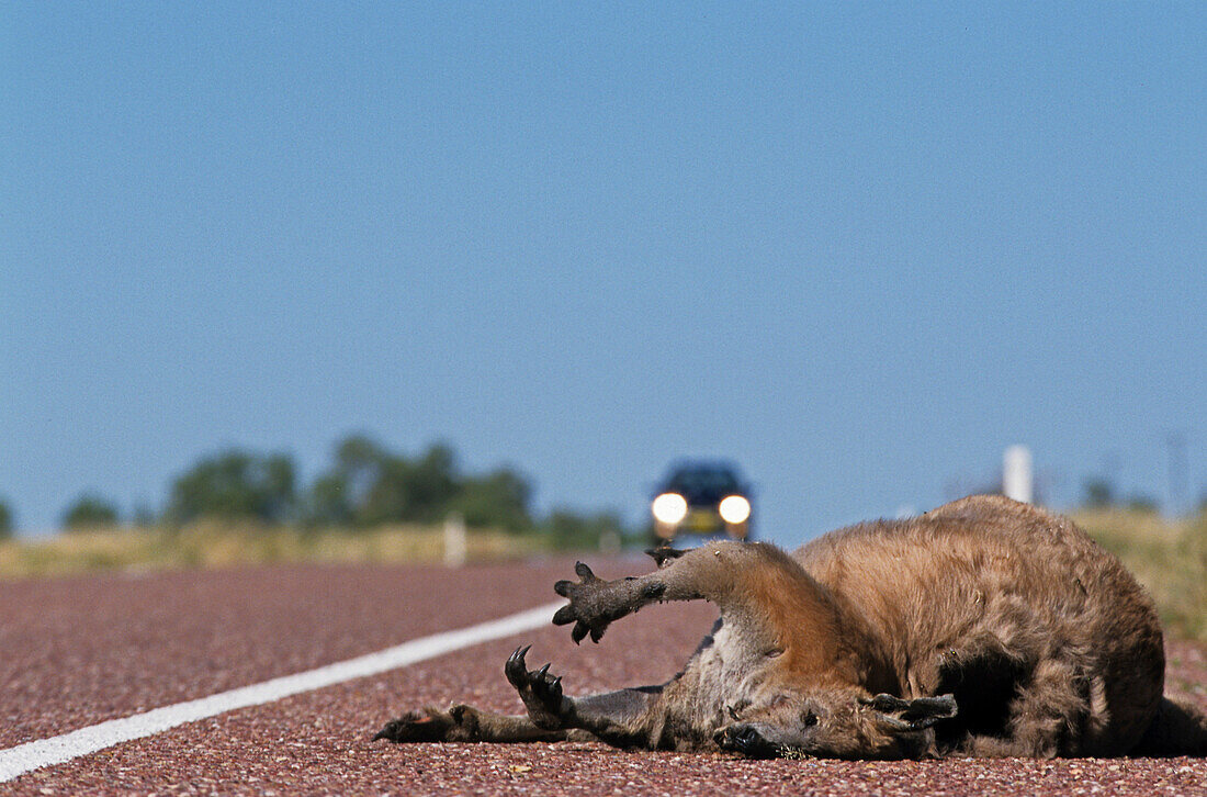 Dead kangaroo Matilda Highway, Australien, Qld, Matilda Hwy, dead kangaroo on the roadside, travelling at dusk can be a hazard for both drivers and kangaroos