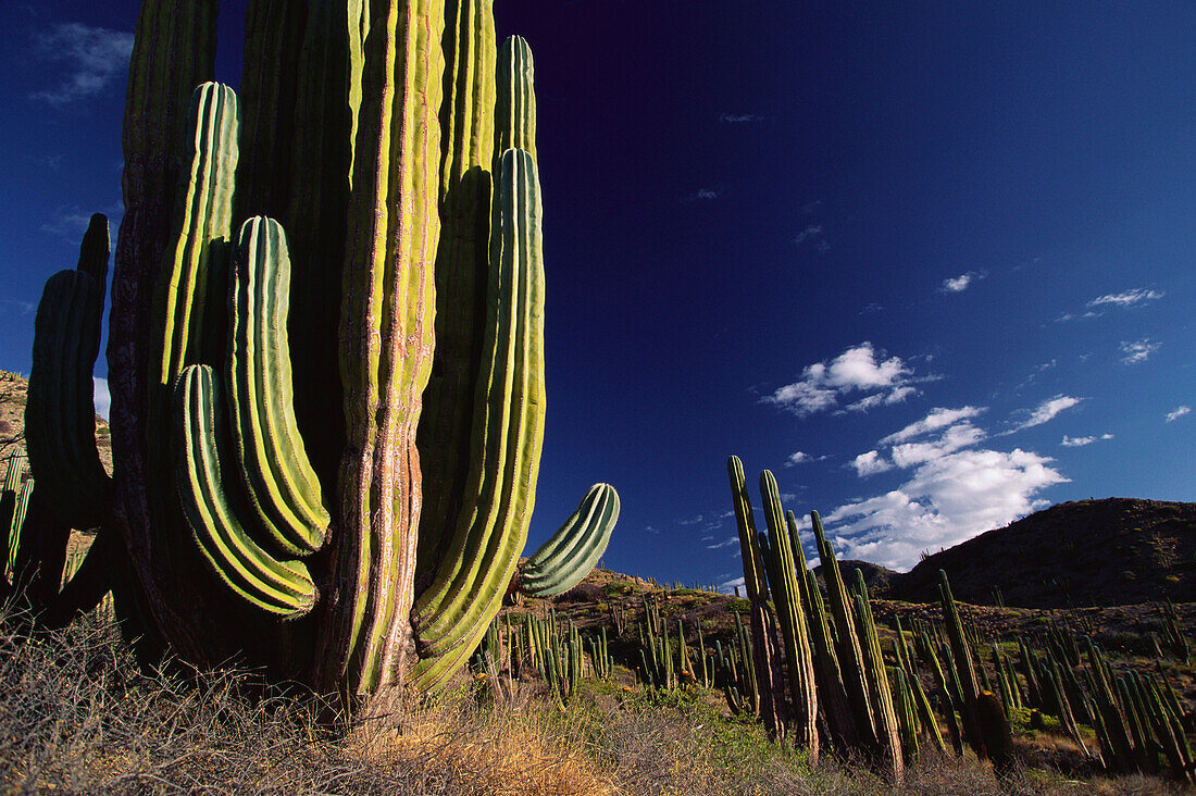 Cardon cactus, Pachycereus pringlei, Catalina Island, Isla Catalan, Mexico, Central America