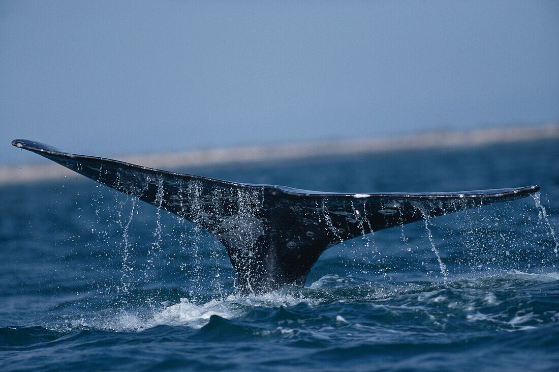 Schwanzflosse eines Grauwals, lat. Eschrichtius gibbosus