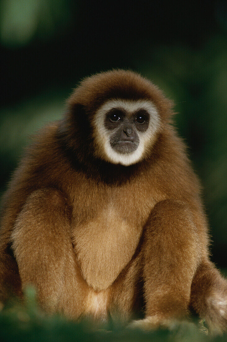 Weißhandgibbon, Hylobates Lar