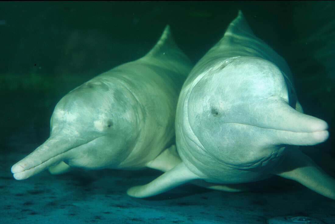 Amazonas-Delphin, Flußdelphin, im Zoo