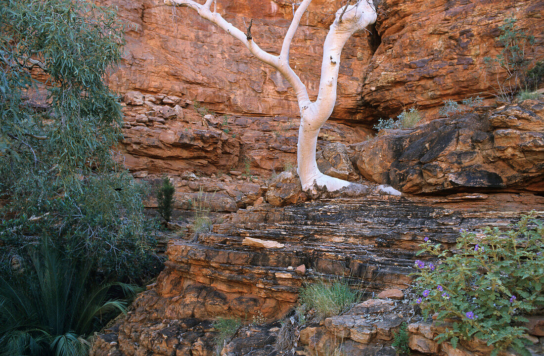 Ghost gum Palm Valley, Finke Gorge N P, Australien, Northern Territory, red centre, eucalyptus trees in Finke Gorge NP, Geisterbaume