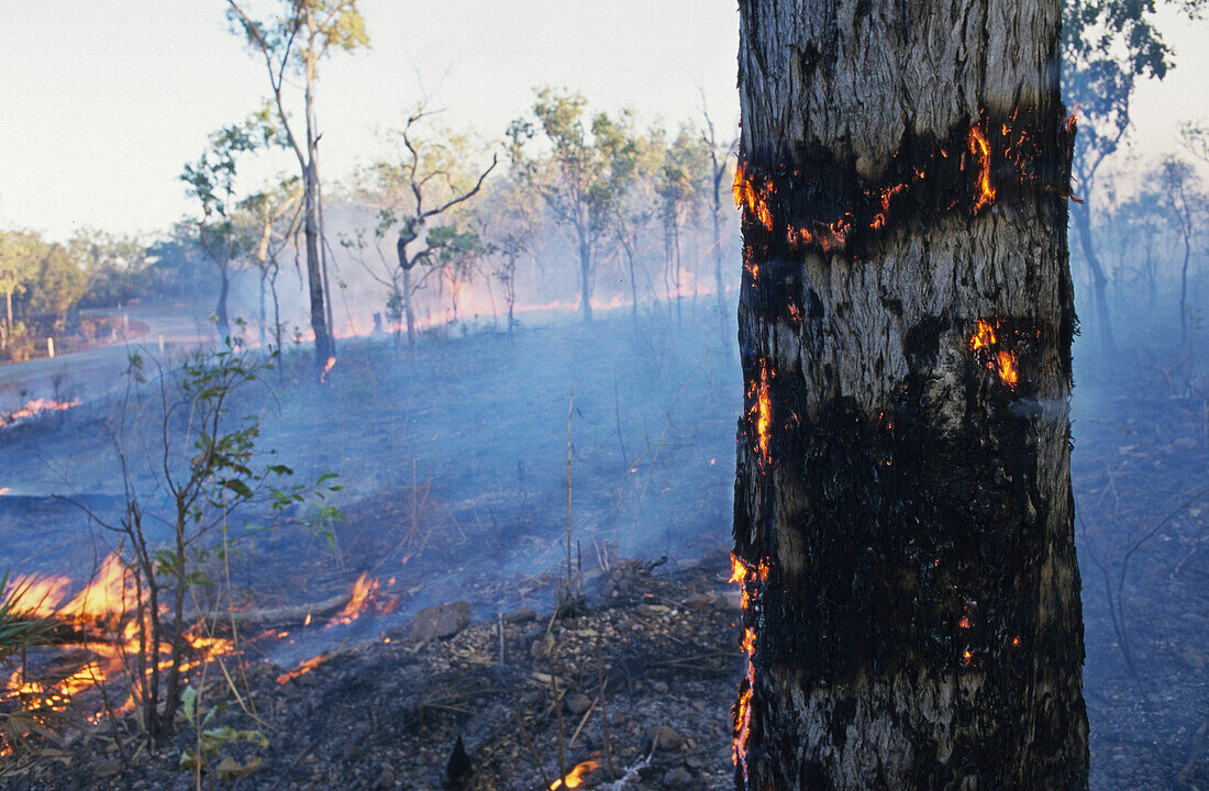 Buschfeuer im Sommer, Northern Territory, Australien