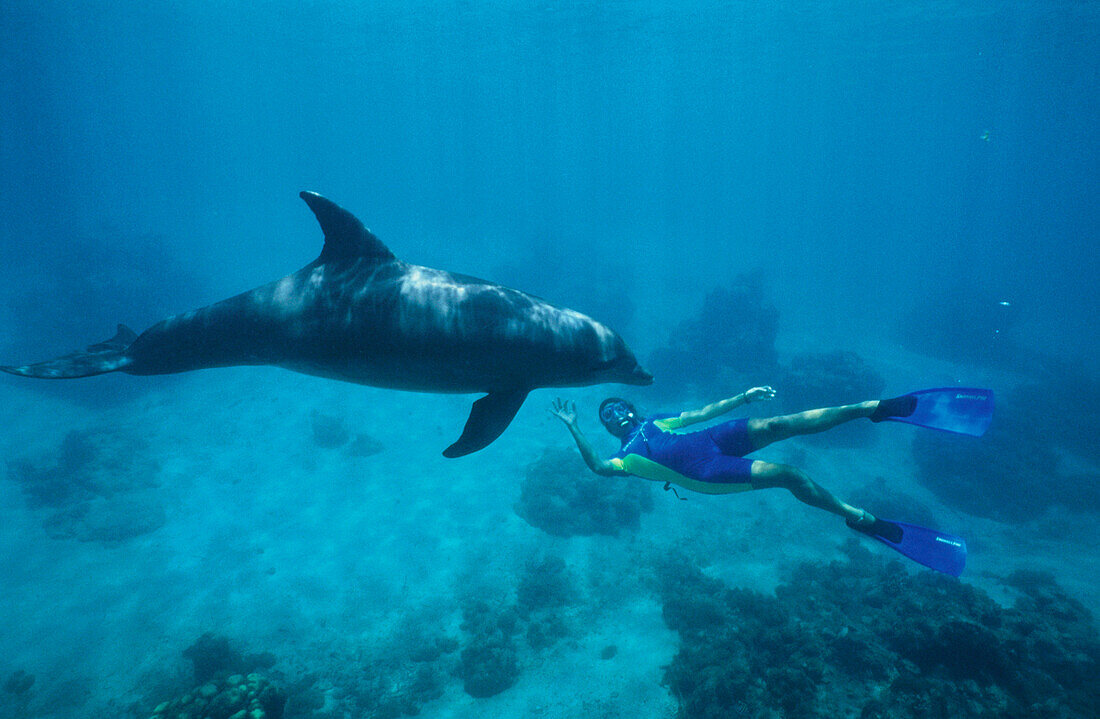 Trainerin mit Delfin, Gr. Tümmler, Tursiops truncatus, Islas de la Bahia, Hunduras, Karibik