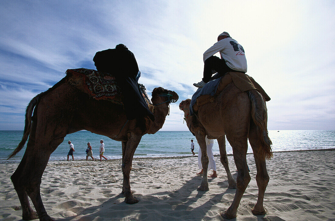 Camel ride on the beach, Dromedare, Djerba, Tunesia