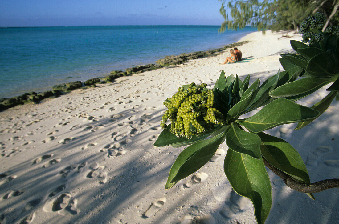 White sandy beach, Heron Island, Great Barrier Reef, Queensland, Australia