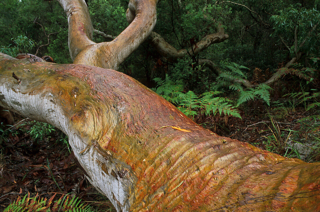 Fallen tree, Fraser Island, Australien, Queensland, Frazer Sand Island. Largest sand island