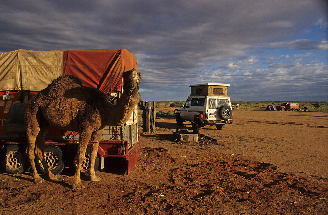 Campingplatz mit Kamel und Autos, William Creek, kleinste Stadt in Südaustralien, Oodnadatta Track, Südaustralien, Australien