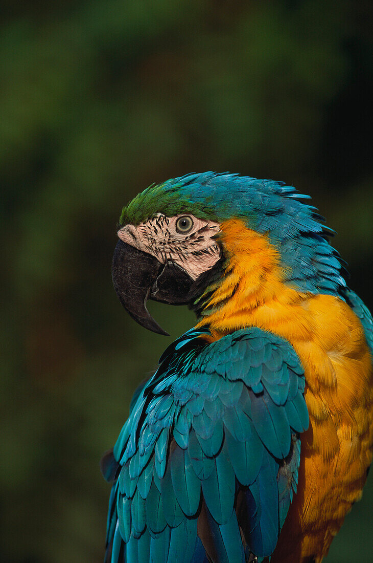 Papagei, Gelbbrustara, verw. Titel Flyer von VSK- Vogelschutz-verband