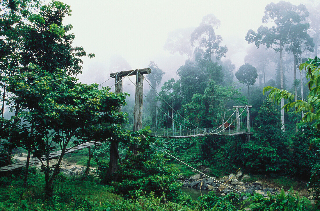 Regenwald, Danum Valley, Borneo Indonesien